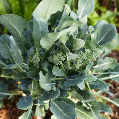 WILLVINE AGRI -VI Non-GMO F1 Hybrid Broccoli Griffin [2.5g] Seed(750 per packet)