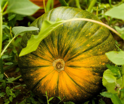 CRGO DIOART-AQW-®Hybrid Very Big Size pumpkin seeds-15 SEEDS-PS100 Seed(15 per packet)