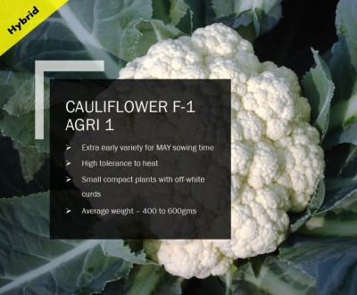 VibeX CAULIFLOWER F-1 AGRI 1 SEEDS(250 Seeds) Seed(250 per packet)