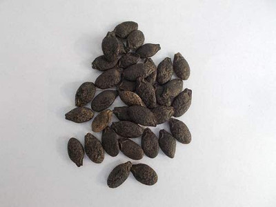 Qualtivate PUA-4A Luffa Acutangula Angled Ridge Gourd Turai Seed(50 per packet)