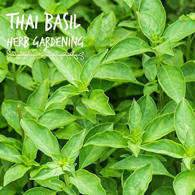 CYBEXIS Culinary Herb Seed Packet:Thai Basil1000 Seeds Seed(1000 per packet)