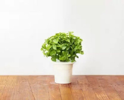 WILLVINE TLX-3 MARSEILLAIS DWARF BASIL Seed(1000 per packet)