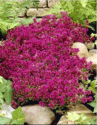 CYBEXIS VXI-2 - Creeping Thyme (Thymus serpyllum) - (150 Seeds) Seed(150 per packet)