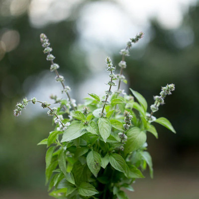 WILLVINE GUA-10 Mrs. Burns Lemon Basil Seeds Seed(2000 per packet)