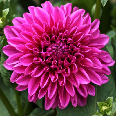 BJUBAS Hybrid mulitcolour dahlia seeds for plant/Dahlia seeds Pack of 38 Seed(38 per packet)