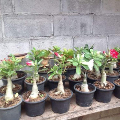 Qualtivate XLL-39 Mixed Adenium Desert Rose Seeds Seed(30 per packet)