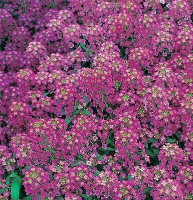 Quentova Alyssum Seeds - Royal Carpet-VS Seed(40 per packet)