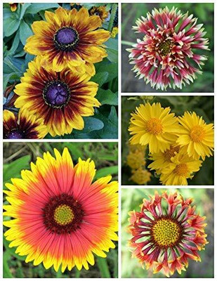 Aywal Gaillardia Aristata Heirloom Flower Seed(90 per packet)