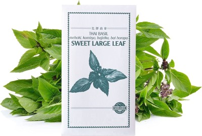 Qualtivate XL-98 Thai Basil Heirloom Seeds Seed(1000 per packet)