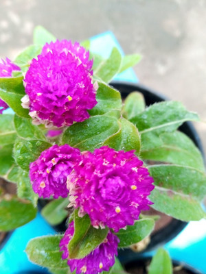 STARKC Gomphrena- Purple Flower Seed(200 per packet)