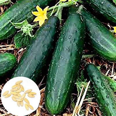CYBEXIS Organic Thornless Cucumber Seeds 1000 Seeds Seed(1000 per packet)