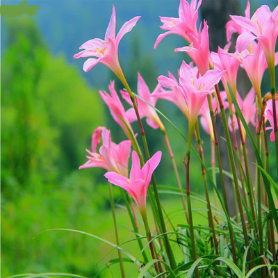 CYBEXIS XL-63 - Zephyranthes Pink Rain Lily - (60 Seeds) Seed(60 per packet)