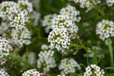 saheli gypsophila flower Seed(50 per packet)