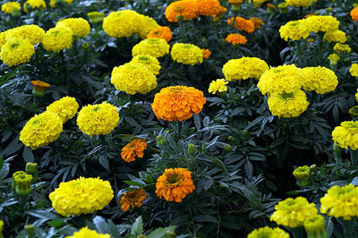 hybrid okra seeds marigold/gende ka phool flower seeds Seed(75 per packet)