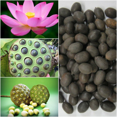ibains Lotus seeds combo pack Seed(28 per packet)