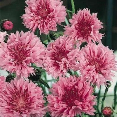 KANAYA Corn Flower Mix Color Imported Flower Seed(16 per packet)