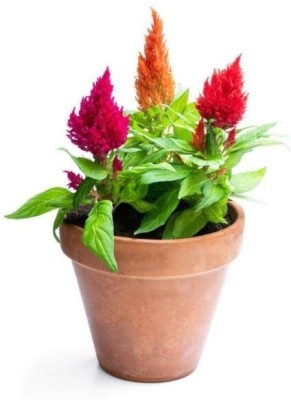 Quentova COLORFUL Mixed CELOSIA Flower-3T-NCS Seed(75 per packet)