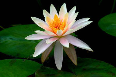ME Traders lotus,kamal gatta Seed(10 per packet)