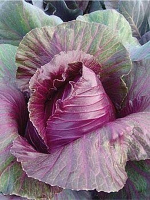 Aywal Red Cabbage Seed(100 per packet)