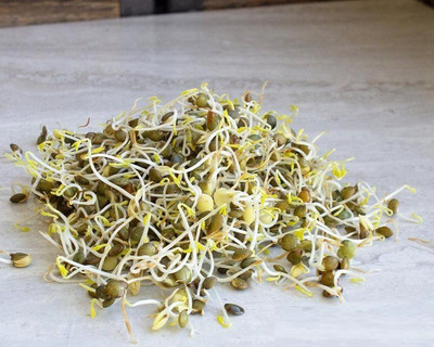 CYBEXIS FRENCH LENTIL800 Seeds Seed(800 per packet)
