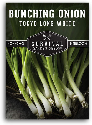 VibeX VVI-21 - Tokyo Long White Bunching Onion - (4500 Seeds) Seed(4500 per packet)