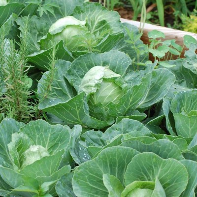 CYBEXIS F31Cabbage Golden Acre Primo Seeds2000 Seeds Seed(2000 per packet)