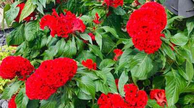 XOLDA Exotic cocksomb Seed(13 per packet)