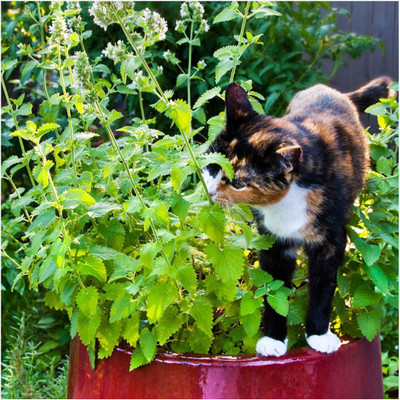 VibeX XLL-18 - Catnip for Planting - (13500 Seeds) Seed(13500 per packet)