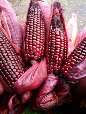 LPR BUTTA , SWEET CORN Seed(300 per packet)