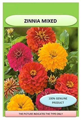 CYBEXIS VVI-38 - Zinnia Double Mixed Flower F1 Hybrid - (30 Seeds) Seed(30 per packet)