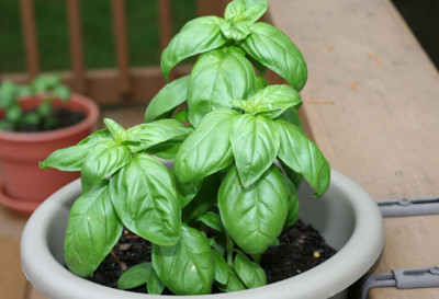 Quentova Basil - proper - green-leaved-UK Seed(200 per packet)