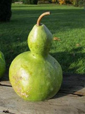 CYBEXIS TLX-92 - Ornamental Birdhouse Bottle Gourd - (300 Seeds) Seed(300 per packet)