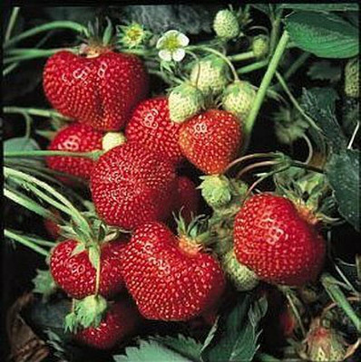 Aywal Strawberry, Strawberries Seed(40 per packet)