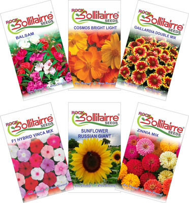 Rock Sollitairre Seeds Summer Flower Seeds Seed(250 per packet)