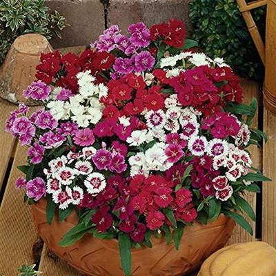Aywal Dianthus Lemon Fizz Flower Seed(40 per packet)