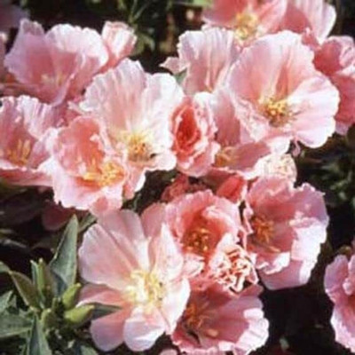 Lorvox All Season Exotic Clarkia Mix Flower Seed(140 per packet)