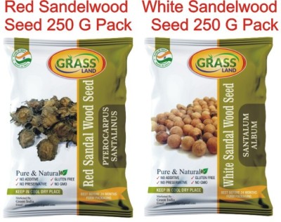 grassland Red Sandalwood & White Sandalwood Tree Seeds Combo Pack 250 Gram Each Pack Seed(500 g)