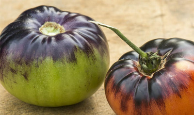 Biosnyg Organic Blue Beauty Tomato Seeds for Terrace Gardening - (2000 Seeds) Seed(2000 per packet)