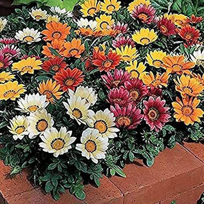 ACCELCROP Gazania Mixed Color Hybrid Seed(10 per packet)