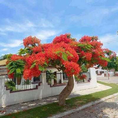 Garden Basket Hubb Gulmohar Seeds/Ornamental tree seed/Avenue Tree seed/Delonix regia seed Seed(250 per packet)