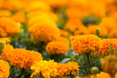 Crumar marigold,gende ka phool seeds Seed(21 per packet)