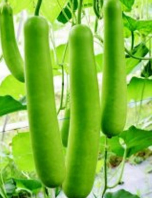 Corofitam Bottle Gourd Seed(20 per packet)