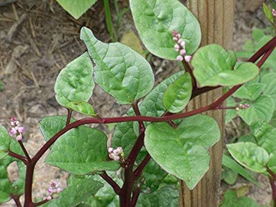 CYBEXIS Red Malabar Spinach, Ceylon Spinach, Indian Spinach,Red Vine Spinach 4000 Seeds Seed(4000 per packet)
