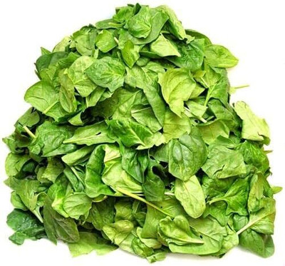 KNESSiN VXI-93 Spinach Medania Seed(200 per packet)