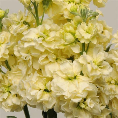 KANAYA Stock Matthiola Flower Seed(30 per packet)