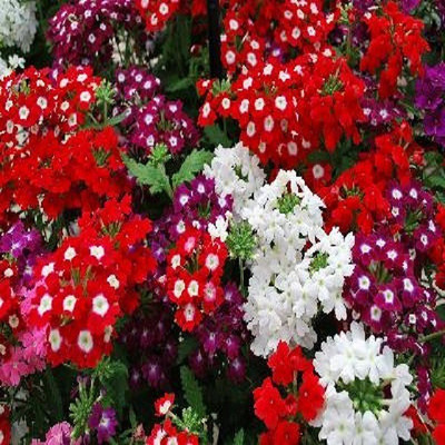 TANCES Multicolor Seed(200 per packet)