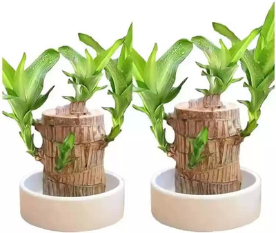 Cloud Farm Brazilian Lucky Wood Plant for Prosperity & Good Luck for Home & Office Seed(2 per packet)