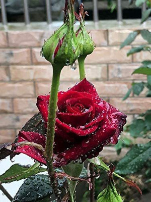 CYBEXIS NDIR-17 - Strong Fragrant Red Rose - (100 Seeds) Seed(100 per packet)