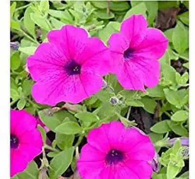 MAA Petunia Seed(50 per packet)