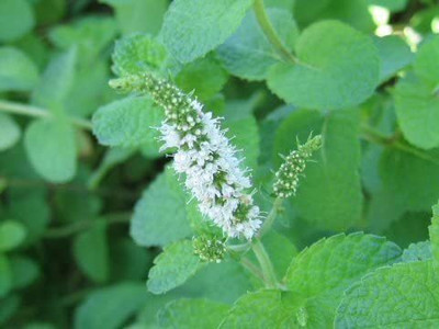 CYBEXIS LX-81 - Apple Mint - (1350 Seeds) Seed(1350 per packet)